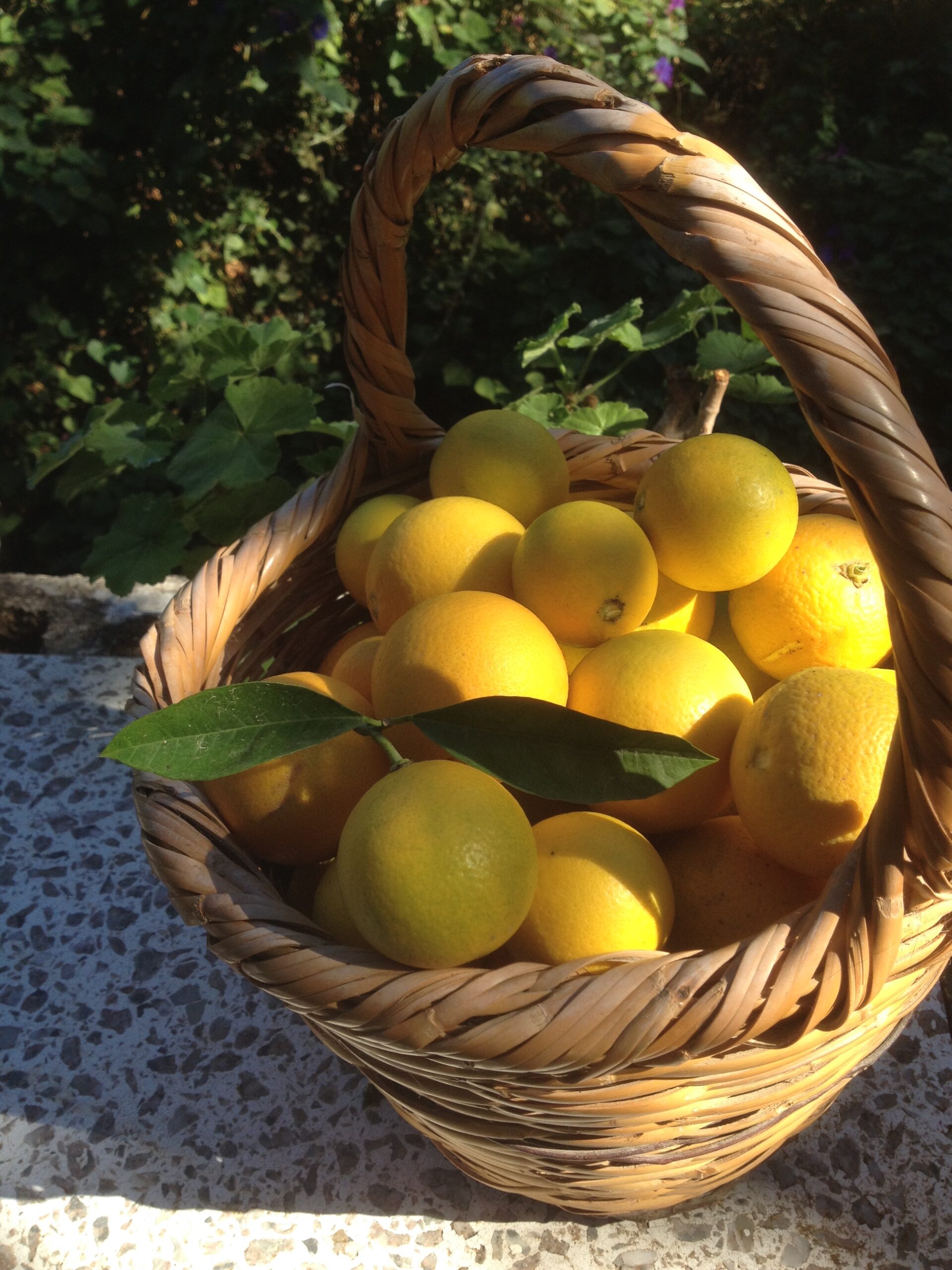 Lemons in a traditional Cypriot basket.