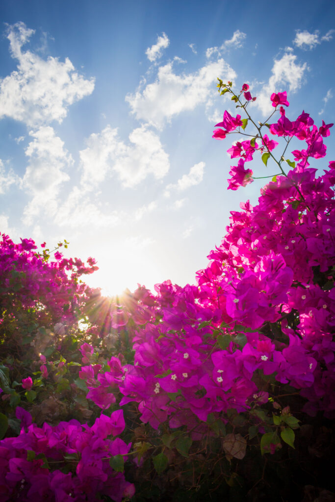 Bougainvillea in Cyprus with blue sky behind.