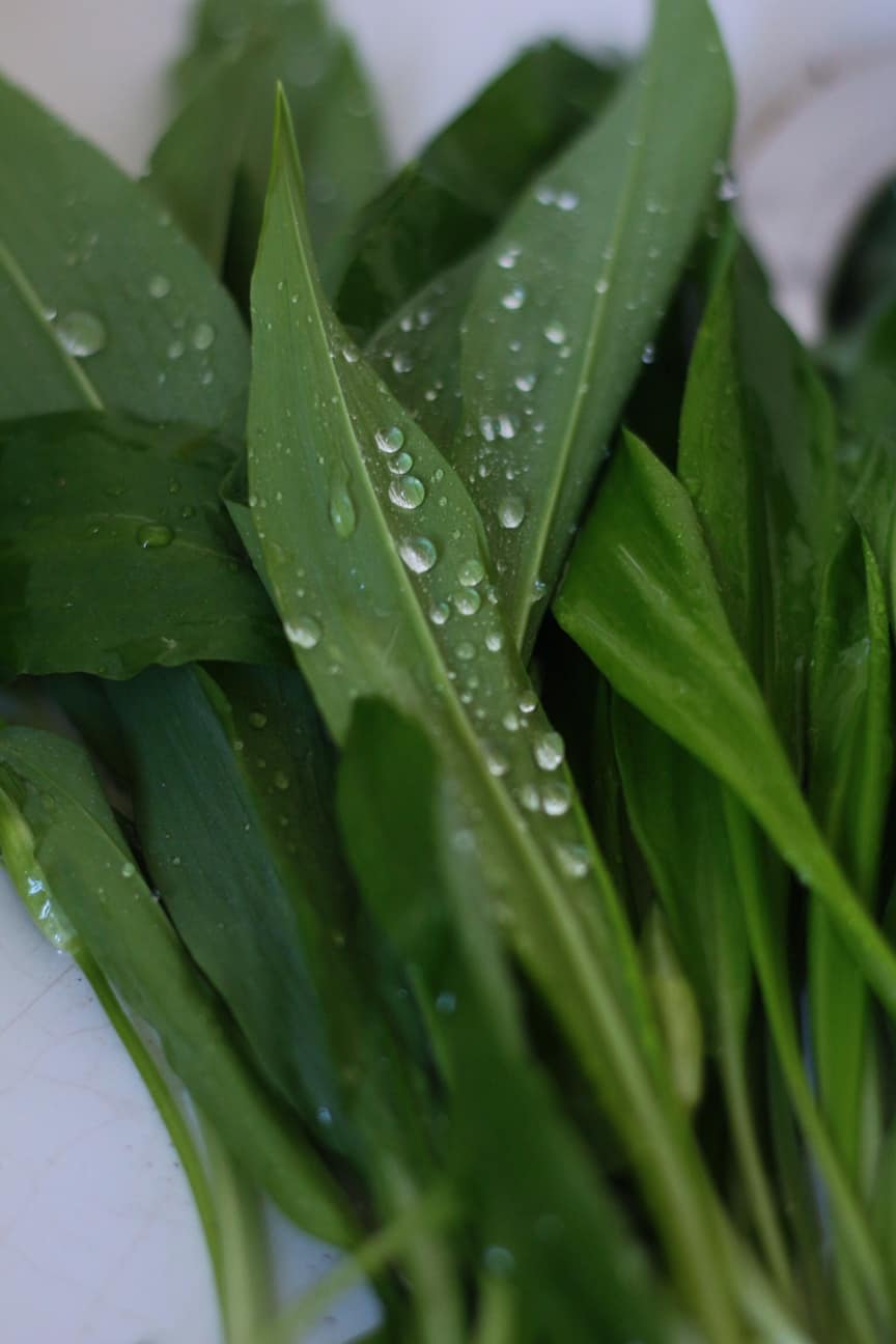 Wild Garlic
