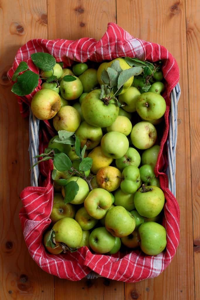 A basket of windfall crab apples