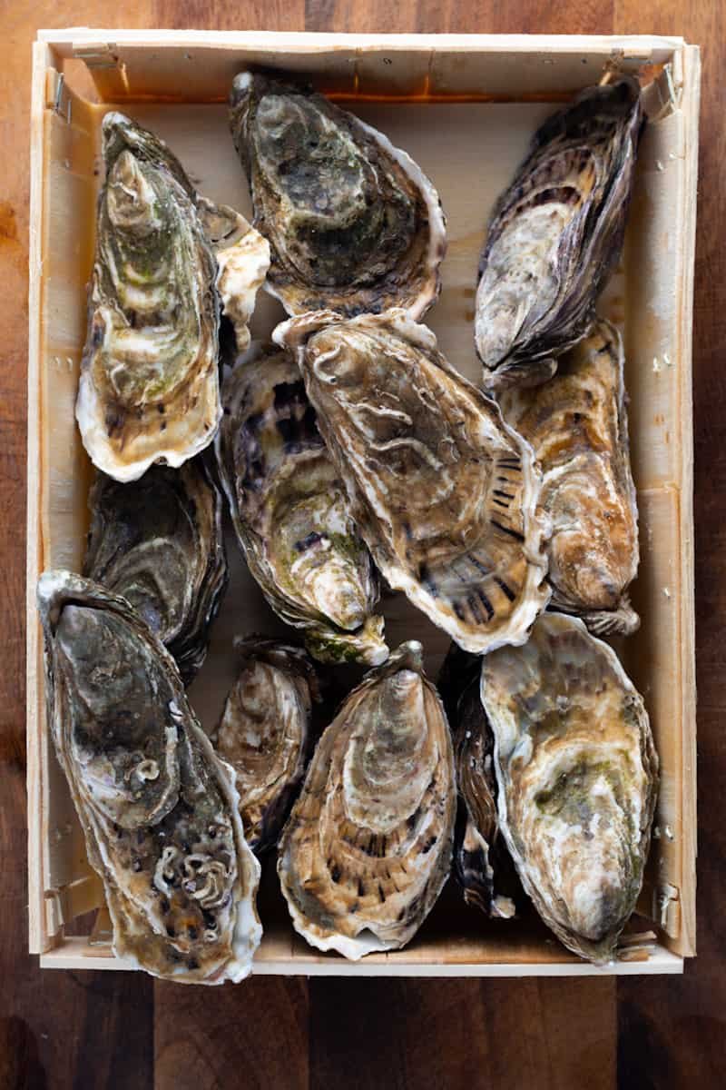 Fresh Oysters in crate